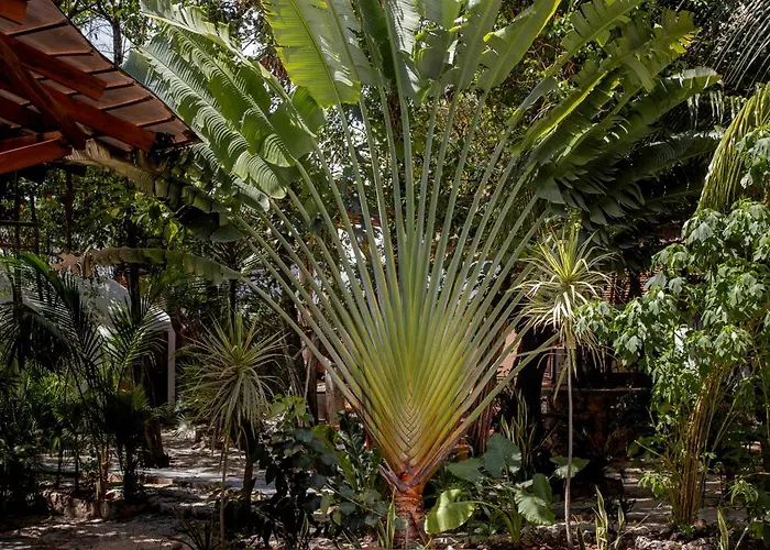 Botanica * Tulum